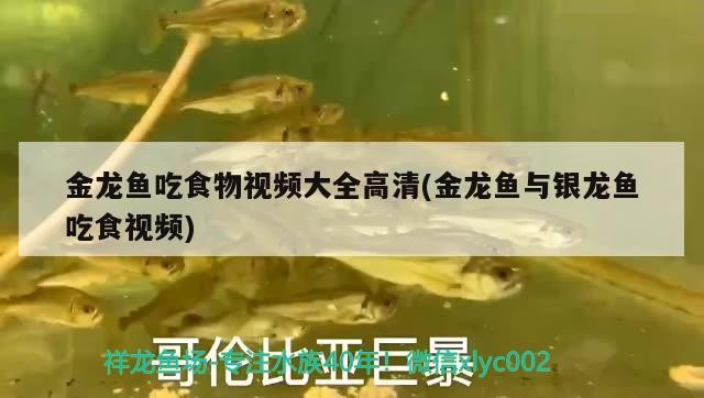 金龍魚吃食物視頻大全高清(金龍魚與銀龍魚吃食視頻)龍魚吃食物高清視頻大全，含金龍魚與銀龍魚吃食精彩對比