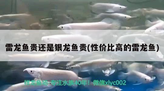 雷龍魚貴還是銀龍魚貴(性價比高的雷龍魚)龍魚與銀龍魚誰更貴？性價比高的雷龍
