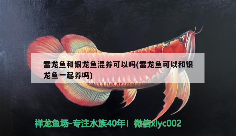 雷龍魚和銀龍魚混養可以嗎(雷龍魚可以和銀龍魚一起養嗎)龍魚與銀龍魚混養可行性探究，能否共處