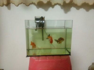 100升水魚缸放多少小蘇打，00 升水魚缸該放多少小蘇打？使用方法
