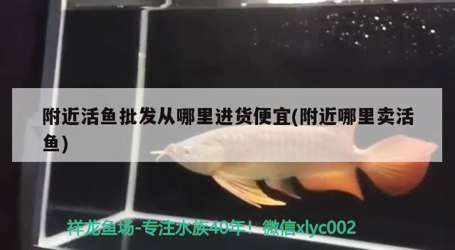 附近活魚批發從哪里進貨便宜(附近哪里賣活魚)活魚批發何處進貨便宜？探尋周邊實惠活魚售賣點