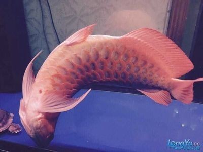 龍魚頭朝上，魚頭朝上，異常姿態背后的健康隱患與水質環境關聯