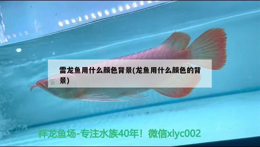 大龍魚可以和小虎魚混養嗎？需要注意哪些方面？，大龍魚可以和小虎魚混養嗎，龍魚與小虎魚能否混養？混養要點及