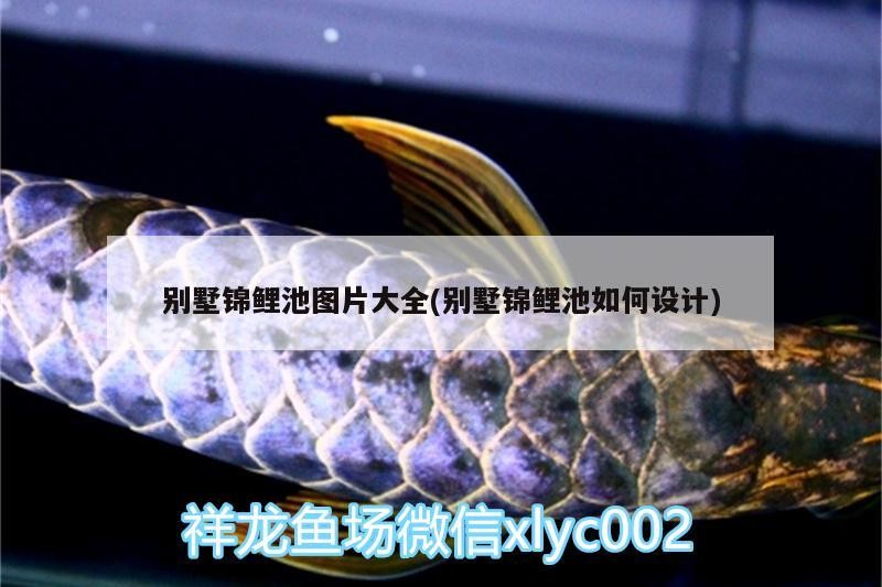 別墅錦鯉池圖片大全(別墅錦鯉池如何設計)別墅錦鯉池圖片大全，設計要點、風格賞析及打造 別墅錦鯉池圖片大全(別墅錦鯉池如何設計)別墅錦鯉池圖片大全，設計要點、風格賞析及打造 紅龍魚百科