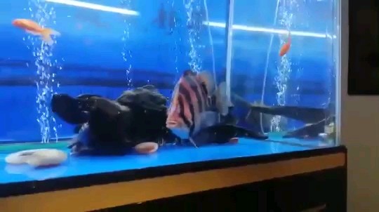 大虎虎魚圈，大虎虎魚圈，探秘獨(dú)特魚類生態(tài)與趣味養(yǎng)殖