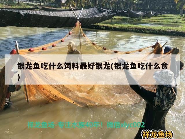 銀龍魚吃什么飼料最好銀龍(銀龍魚吃什么食)龍魚最佳飼料揭秘，探尋最適合銀 銀龍魚吃什么飼料最好銀龍(銀龍魚吃什么食)龍魚最佳飼料揭秘，探尋最適合銀 銀龍魚百科