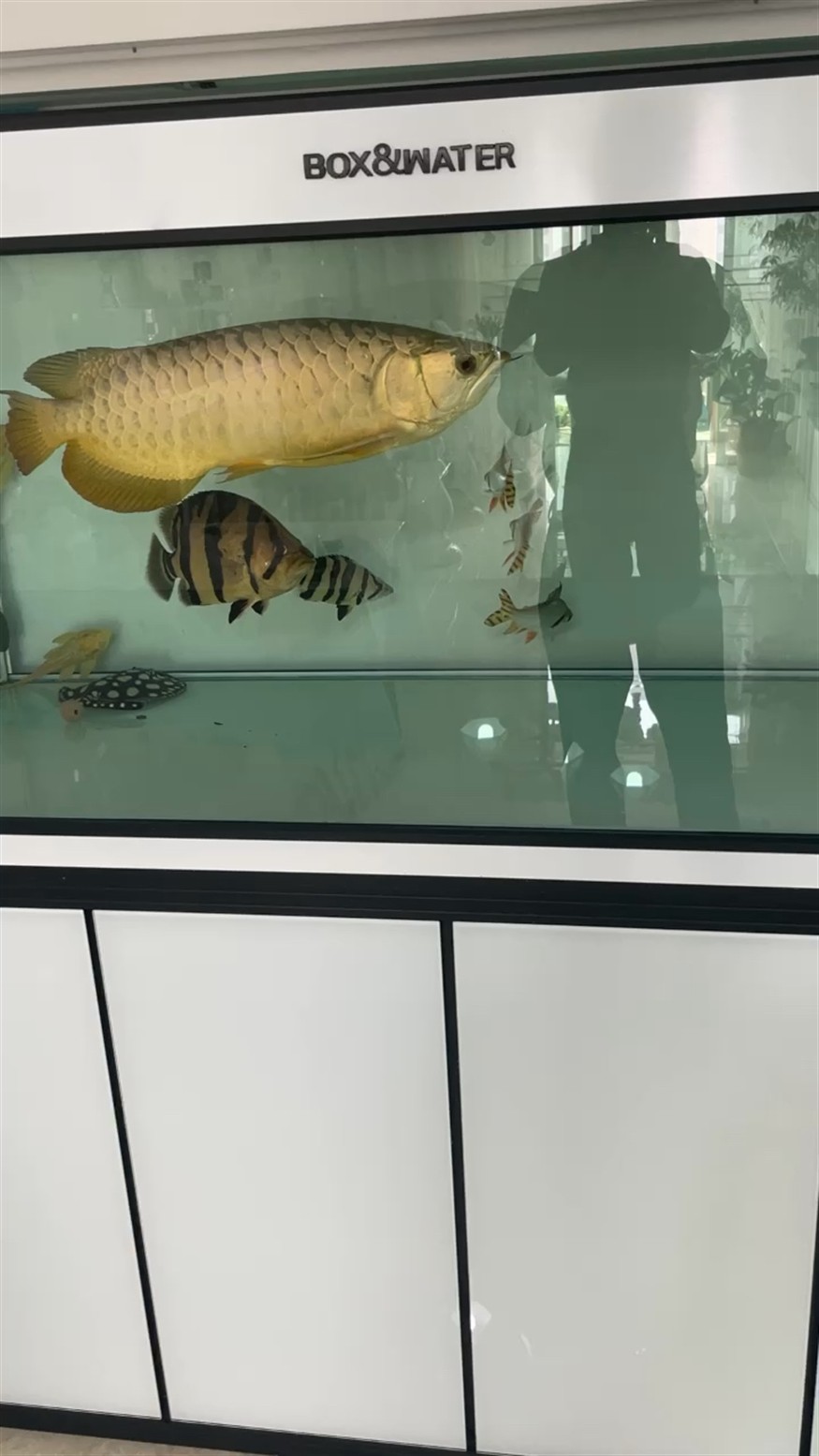 龍魚總是打虎弄了幾個鳳，魚頻打虎又弄幾鳳？奇特現象引關注，背后緣由