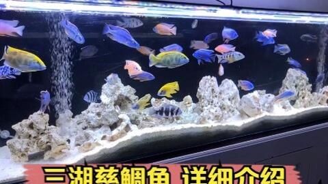 如何治療龍魚嘴巴磨爛，如何治療龍魚嘴巴磨爛？