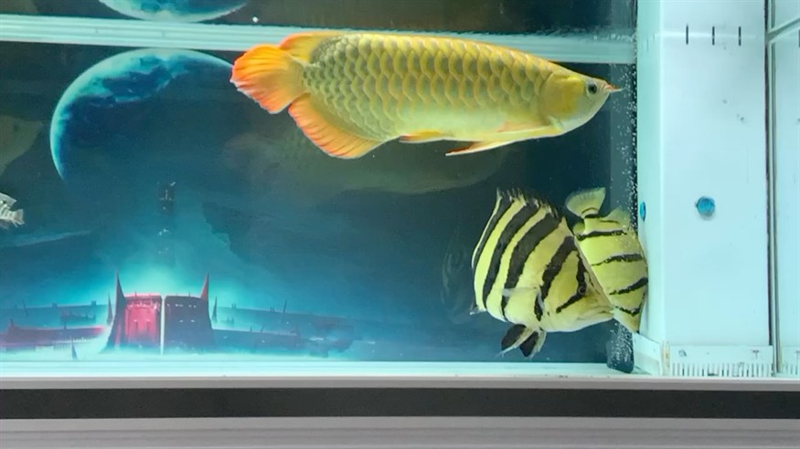 虎魚狀態好一點了，魚狀態漸佳，活力初現，精心養護
