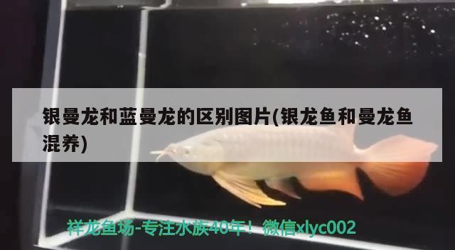 銀曼龍和藍曼龍的區(qū)別圖片(銀龍魚和曼龍魚混養(yǎng))曼龍與藍曼龍區(qū)別圖片展示，含銀龍魚和曼龍魚混養(yǎng)