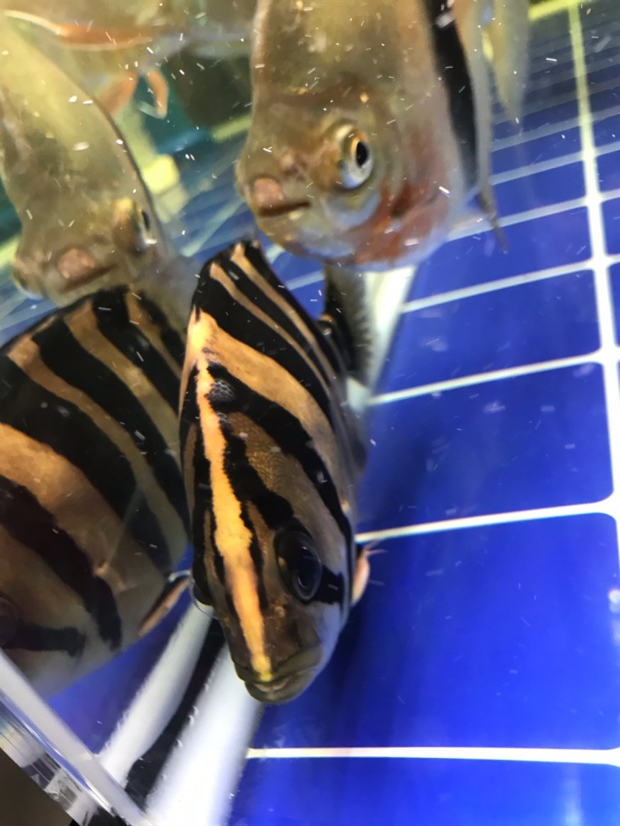 我的虎魚身上長的是什么，虎魚身上長異物，是病癥還是正?，F象？探尋真相