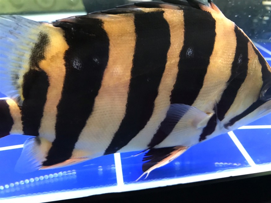 我的虎魚身上長的是什么，虎魚身上長異物，是病癥還是正?，F象？探尋真相
