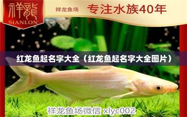 用家里魚缸養(yǎng)野生鯉魚好嗎(用家里魚缸養(yǎng)野生鯉魚好嗎)家里魚缸養(yǎng)野生鯉魚，利弊分析與