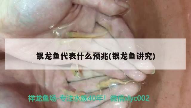 銀龍魚代表什么預兆(銀龍魚講究)龍魚有何預兆？其相關講究及背后寓意全解析 銀龍魚代表什么預兆(銀龍魚講究)龍魚有何預兆？其相關講究及背后寓意全解析 銀龍魚百科