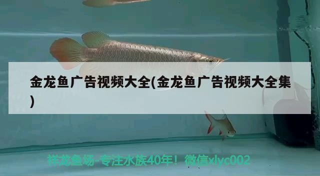 金龍魚廣告視頻大全(金龍魚廣告視頻大全集)龍魚廣告視頻大全，經典創意匯聚，領略品牌魅力風采