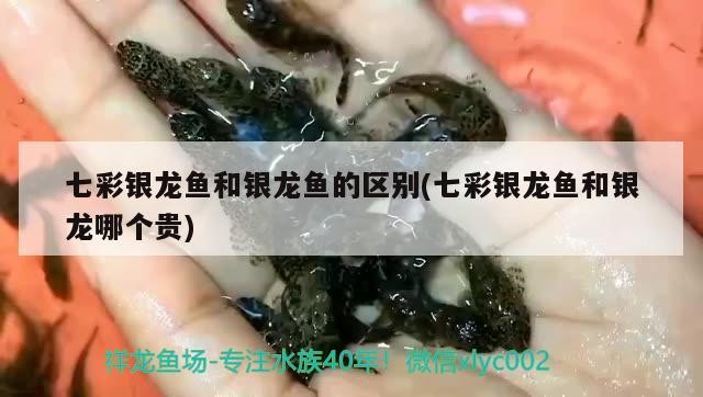 魚缸用增氧泵價格是多少:魚缸增氧機-xtrac增氧機-xtrac增氧機 七彩銀龍魚和銀龍魚的區別(七彩銀龍魚和銀龍哪個貴)彩銀龍魚與銀龍魚區別在哪?哪個更貴 銀龍魚百科 七彩銀龍魚和銀龍魚的區別(七彩銀龍魚和銀龍哪個貴)彩銀龍魚與銀龍魚區別在哪?哪個更貴 七彩銀龍魚和銀龍魚的區別(七彩銀龍魚和銀龍哪個貴)彩銀龍魚與銀龍魚區別在哪?哪個更貴 銀龍魚百科