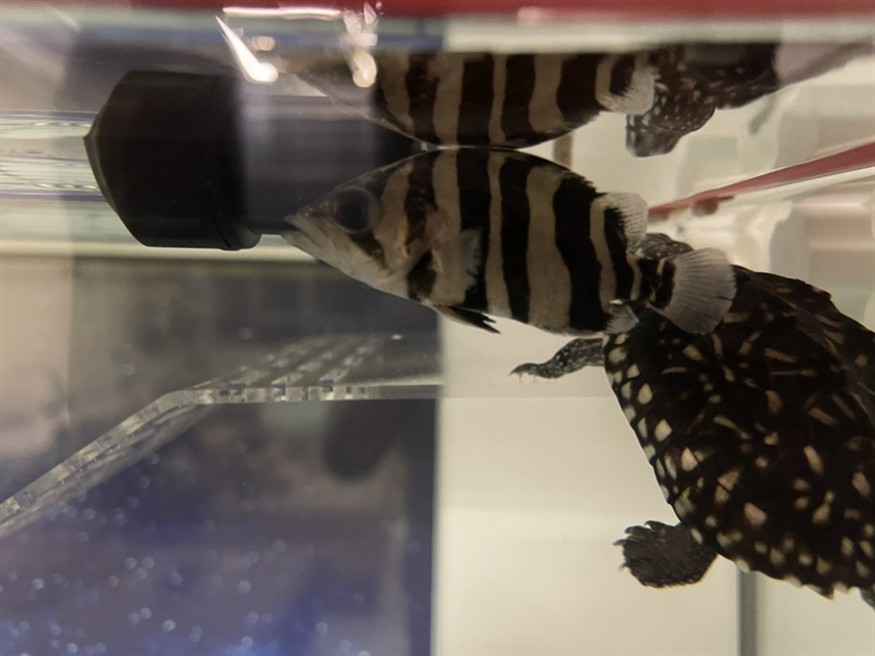 虎魚求助，魚養殖遇難題？專家在線答疑解惑助你攻克難關