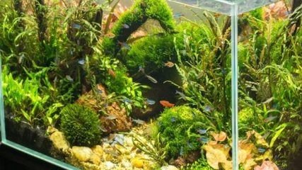 北方魚缸里養什么水草最好：適合北方魚缸養的水草品種，魚缸養水草攻略，最佳品種推薦