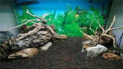北方魚缸里養什么水草最好：適合北方魚缸養的水草品種，魚缸養水草攻略，最佳品種推薦