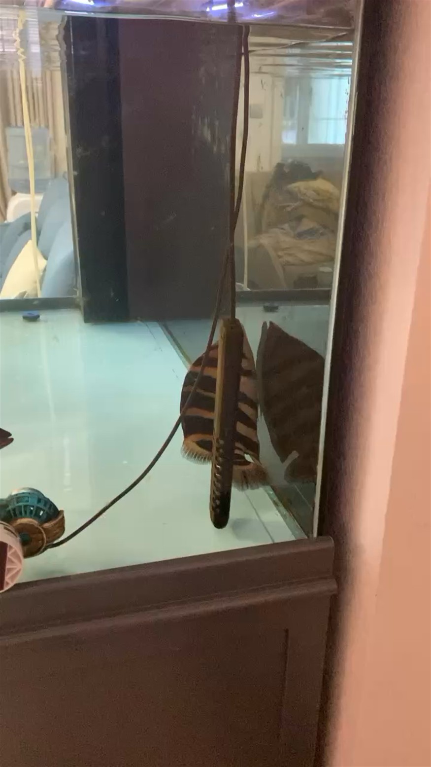 虎魚(yú)快死了，虎魚(yú)快死了！探尋其瀕死原因及能否力挽狂瀾的拯救之法