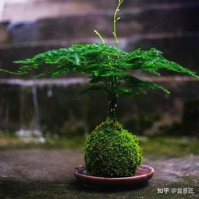 玻璃魚缸適合養什么花卉：玻璃魚缸適合養植哪些花卉，魚缸養花指南，哪些花卉適合在