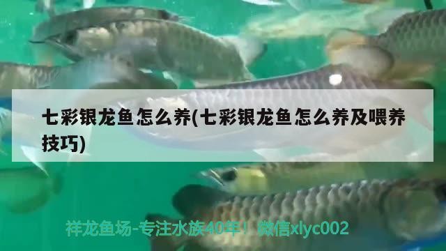 七彩銀龍魚怎么養(七彩銀龍魚怎么養及喂養技巧)彩銀龍魚養殖全攻略，環境搭建、日常喂養及