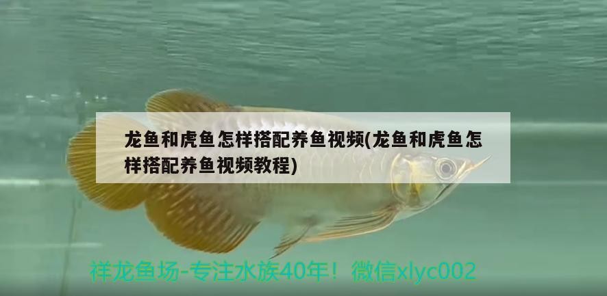 龍魚和虎魚怎樣搭配養魚視頻(龍魚和虎魚怎樣搭配養魚視頻教程)魚與虎魚混養搭配及養護