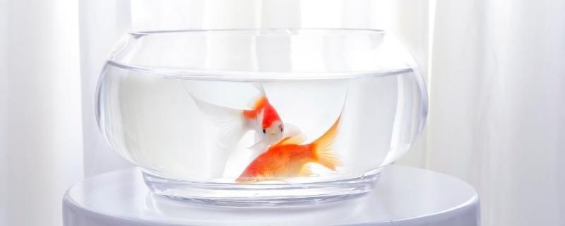 大魚缸怎么加溫過濾：大型魚缸加溫過濾方法，大型魚缸加溫過濾全攻略，方法、設備及注意事項詳解