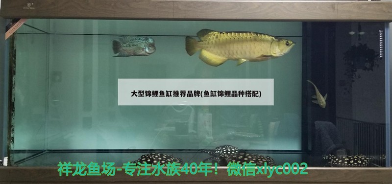 虎魚比龍魚大10厘米可以混養嗎？，虎魚比龍魚大10厘米可以混養嗎虎魚大10厘米可以混養嗎，魚比龍魚大10厘米能否混養？混養