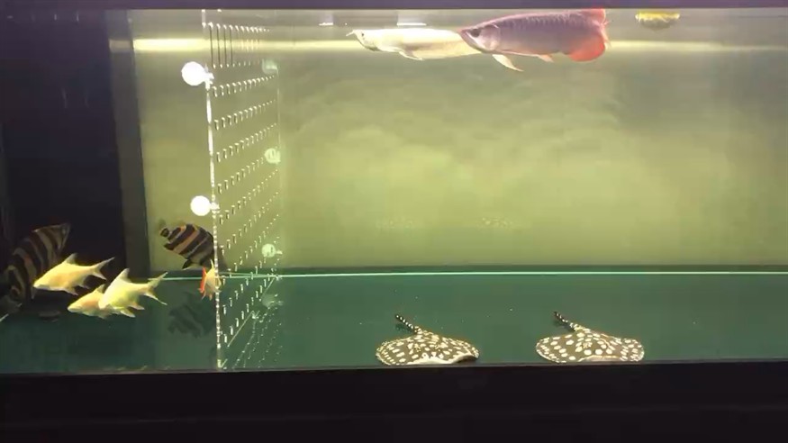 虎魚蒙眼下藥的第二天，虎魚蒙眼下藥次日，狀態(tài)觀察與后續(xù)養(yǎng)護關鍵期
