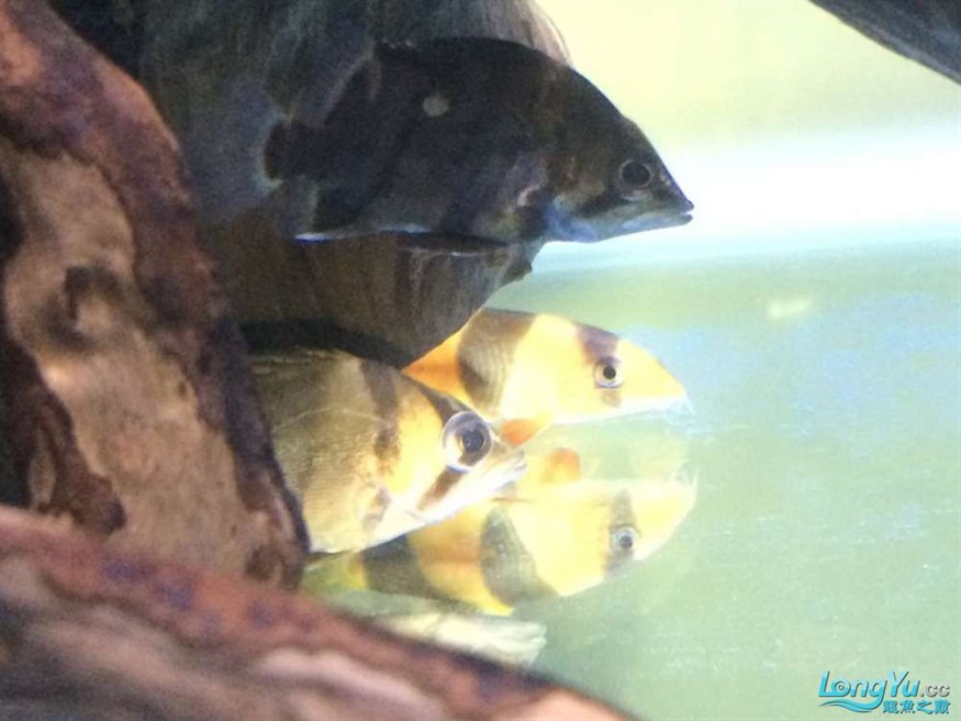 虎魚有眼疾，魚突患眼疾，飼養(yǎng)難題待解，如何守護(hù)它的