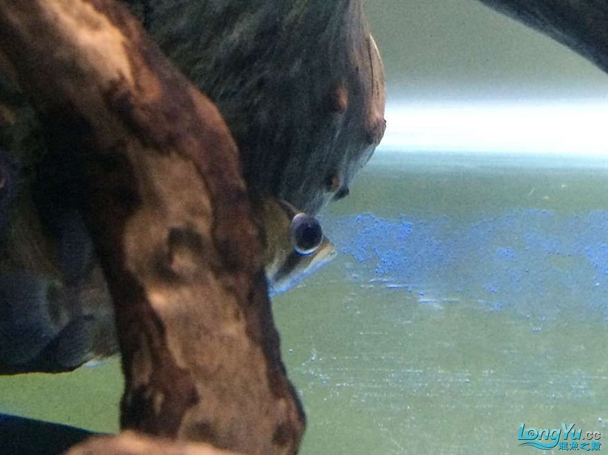 虎魚有眼疾，魚突患眼疾，飼養(yǎng)難題待解，如何守護(hù)它的