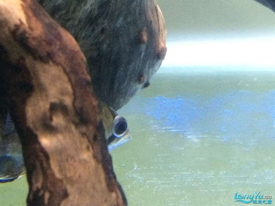 虎魚(yú)有眼疾，魚(yú)突患眼疾，飼養(yǎng)難題待解，如何守護(hù)它的