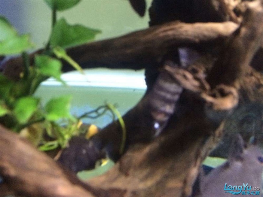 虎魚(yú)有眼疾，魚(yú)突患眼疾，飼養(yǎng)難題待解，如何守護(hù)它的