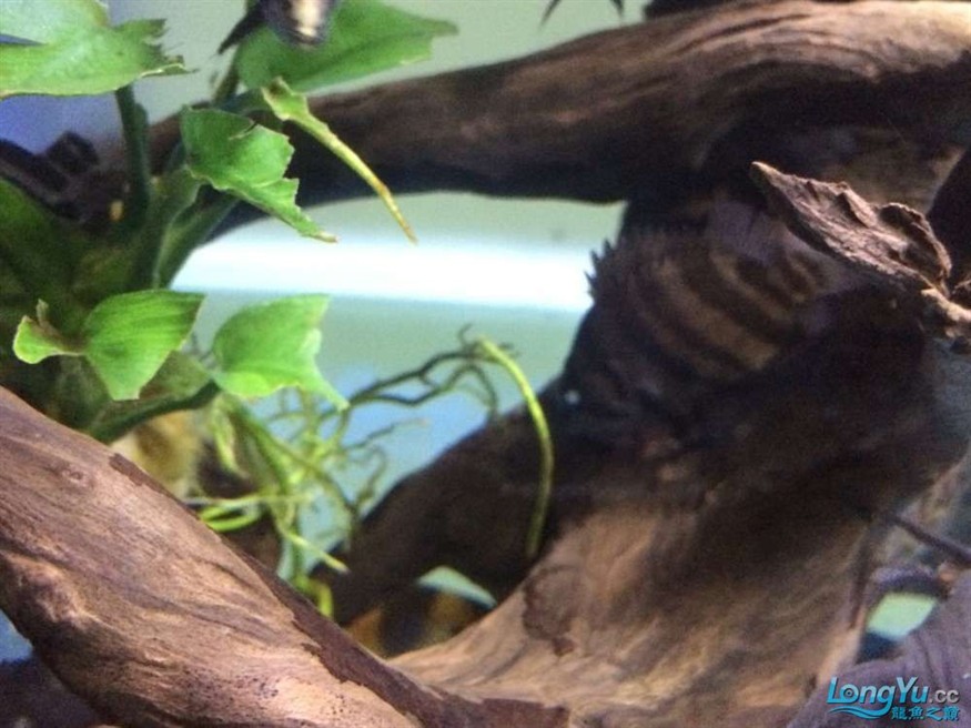 虎魚(yú)有眼疾，魚(yú)突患眼疾，飼養(yǎng)難題待解，如何守護(hù)它的