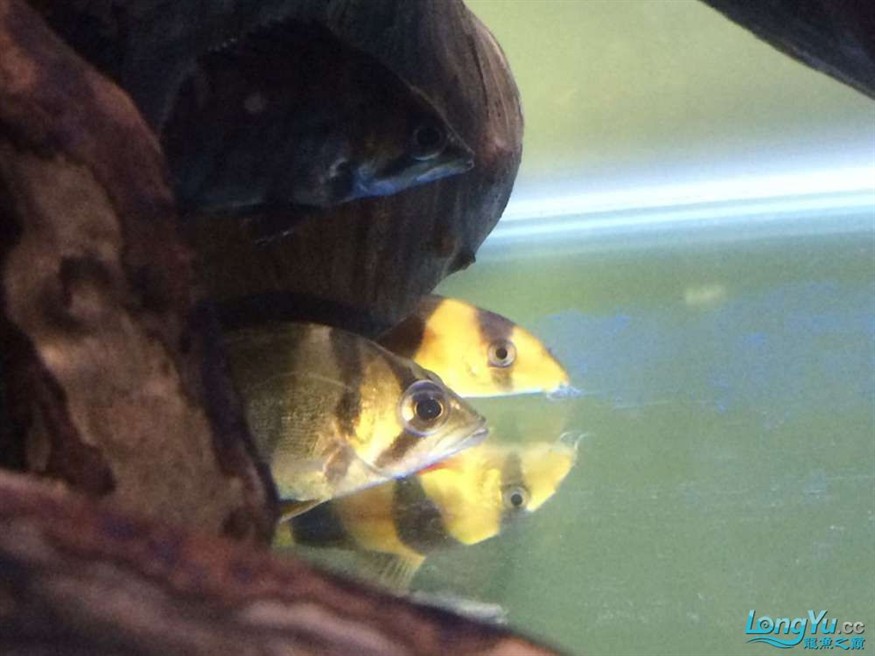 虎魚(yú)有眼疾，魚(yú)突患眼疾，飼養(yǎng)難題待解，如何守護(hù)它的
