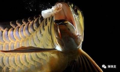 燈烤藥泡龍魚,燈烤藥泡龍魚,獨特養殖法下的龍魚養護 龍魚百科 第1張 燈烤藥泡龍魚,燈烤藥泡龍魚,獨特養殖法下的龍魚養護 燈烤藥泡龍魚,燈烤藥泡龍魚,獨特養殖法下的龍魚養護 龍魚百科 第1張