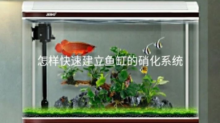 紅龍魚撞缸沉頭了還能好嗎視頻（紅龍魚撞缸沉頭了還能好嗎視頻講解）龍魚撞缸沉頭能否恢復？視頻講解來揭秘！