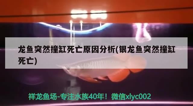 龍魚突然撞缸死亡原因分析(銀龍魚突然撞缸死亡)銀龍魚突然撞缸死亡原因全解析，探尋背后真相