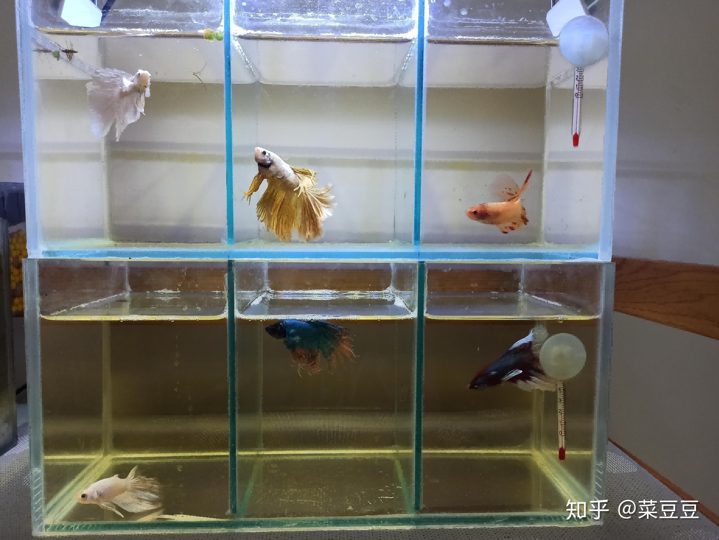 斗魚魚缸怎么做：斗魚的飼養(yǎng)需要一個(gè)合適的魚缸，魚魚缸制作指南，打造適合斗魚