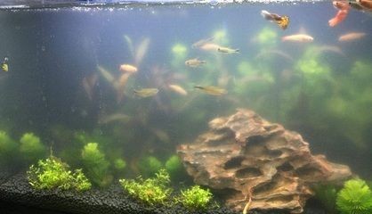茶水倒入魚缸里：倒入魚缸里的茶水會對魚的生長和健康產(chǎn)生不利影響，水倒入魚缸危害多，影響魚生長健康，養(yǎng)魚需