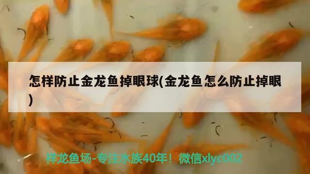 怎樣防止金龍魚掉眼球(金龍魚怎么防止掉眼)龍魚防掉眼球攻略，飼養技巧與環境調整全解析