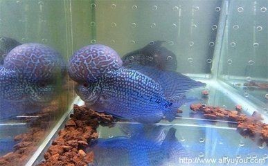 魚缸常見魚圖片及名稱，常見魚精美圖片及名稱大全，助