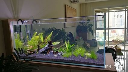 大型南美魚缸推薦：南美風格的魚缸造景推薦，美風情魚缸精選，造景搭配與