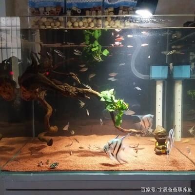 大型南美魚缸推薦：南美風格的魚缸造景推薦，美風情魚缸精選，造景搭配與