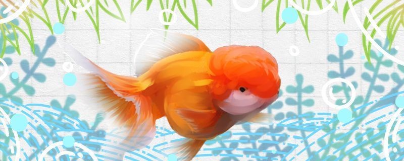紅龍魚(yú)用什么顏色的燈比較好呢（紅龍魚(yú)用什么顏色的燈比較好呢圖片）龍魚(yú)用啥顏色燈好？照明對(duì)紅龍魚(yú)發(fā)色及狀態(tài)影響全解析