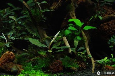 超白缸魚缸品牌：如何選購超白缸魚缸，白缸魚缸品牌大揭秘，選購超白缸魚缸的要點 超白缸魚缸品牌：如何選購超白缸魚缸，白缸魚缸品牌大揭秘，選購超白缸魚缸的要點 魚缸百科 第2張
