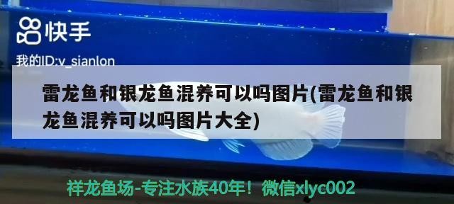 雷龍魚和銀龍魚混養可以嗎圖片(雷龍魚和銀龍魚混養可以嗎圖片大全)龍魚與銀龍魚混養可行嗎？混養圖片 雷龍魚和銀龍魚混養可以嗎圖片(雷龍魚和銀龍魚混養可以嗎圖片大全)龍魚與銀龍魚混養可行嗎？混養圖片 銀龍魚百科