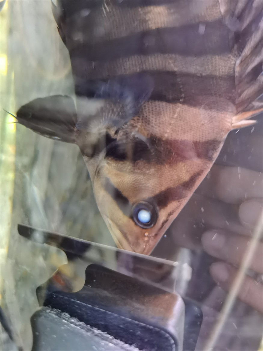 虎魚的眼睛有白色霧請大神們幫忙解決，魚眼睛現白霧，急尋大神支招解決養護難題