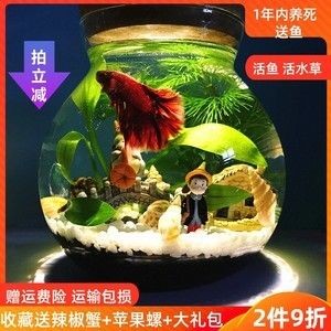斗魚缸怎么造景：如何利用沉木和石頭創(chuàng)造自然景觀，魚缸造景秘籍，巧用沉木石頭，打造自然生態(tài)